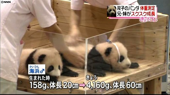 すくすく成長中です…和歌山の双子パンダ