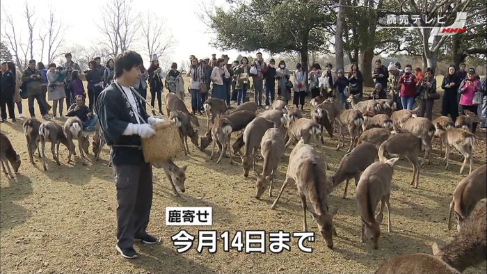 ドングリに駆け寄る「鹿寄せ」 奈良公園