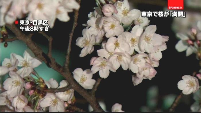 東京で桜満開　平年より５日早く