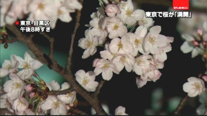 東京で桜満開 平年より5日早く