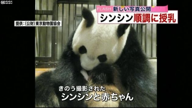 パンダのシンシンが授乳する写真公開