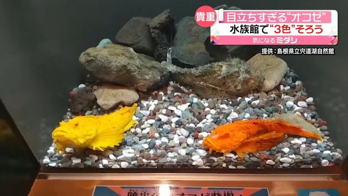 黄金色にオレンジ!?“オコゼ”3色そろう