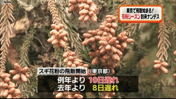 東京都で本格的な花粉シーズン到来