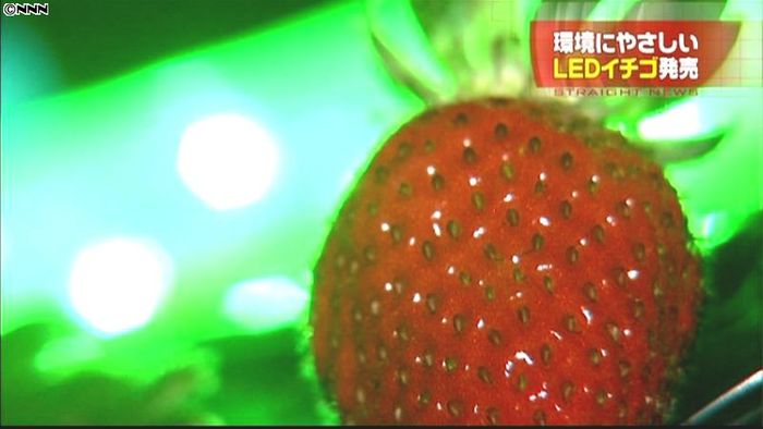 環境にやさしい「LEDイチゴ」発売