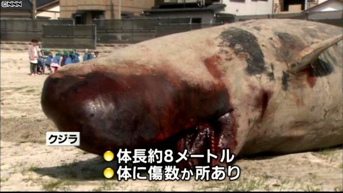 海岸にマッコウクジラの死骸 千葉・勝浦市