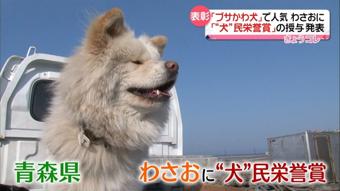 ブサかわ犬・わさおに“犬”民栄誉賞授与へ