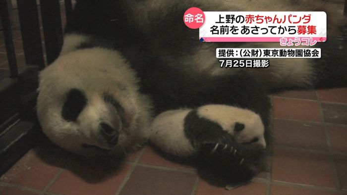 上野の赤ちゃんパンダ 28日から名前募集