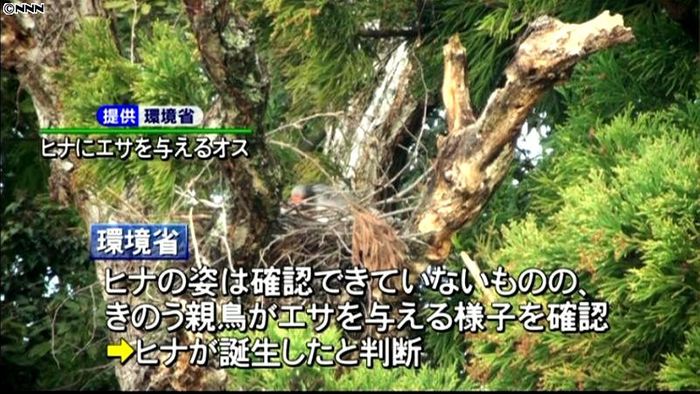 放鳥トキのペア、2年連続でヒナ誕生