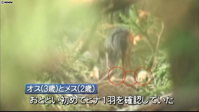新たに2羽確認 トキのひな計3羽に