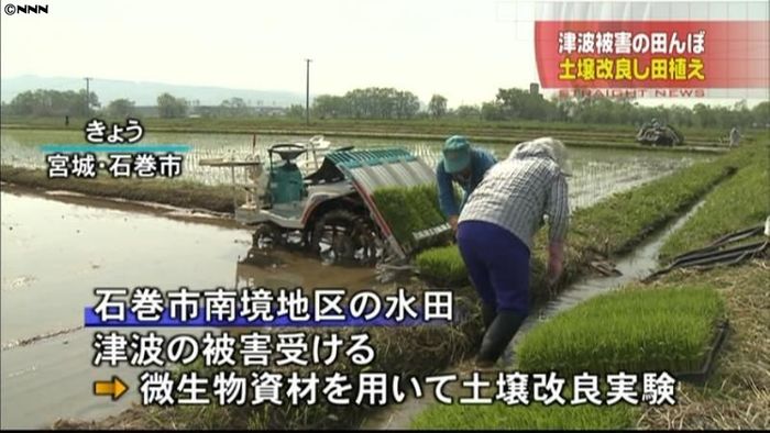 津波被害の水田、土壌改良して田植え実験