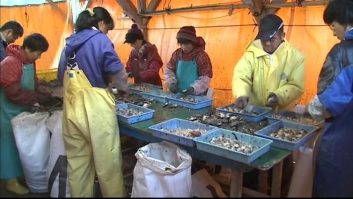 全国一の真珠の産地で浜揚げ作業 愛媛