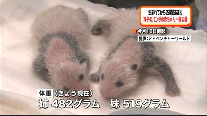 生後2週間…双子パンダ一般公開 和歌山