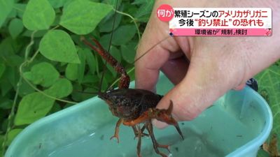 アメリカザリガニ 今後 釣り禁止 も