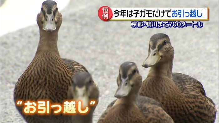 子ガモたち 京都の鴨川に“お引っ越し”