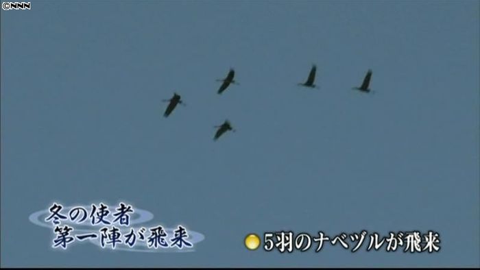 出水平野に冬の使者…ナベヅル第1陣が飛来