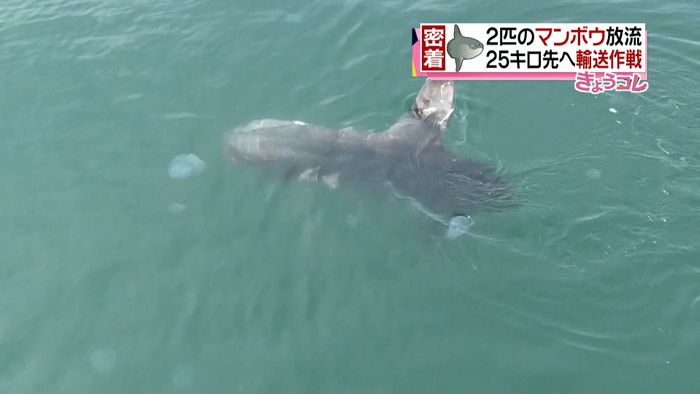 定置網にかかり保護…マンボウ2匹を海へ