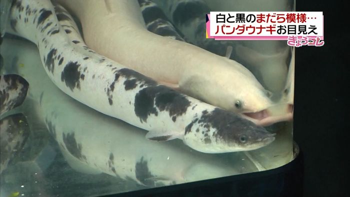 神と呼ばれる白黒“パンダウナギ”お目見え