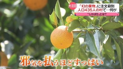 花粉症に効果 幻の果実 に注文殺到