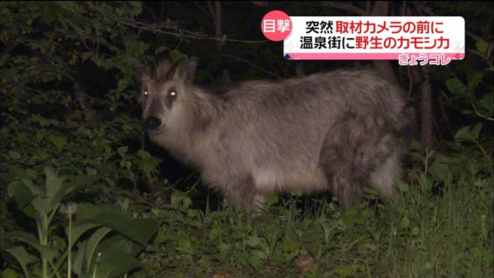 蔵王温泉で特別天然記念物・カモシカ目撃