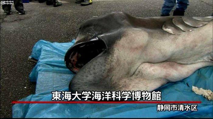 深海ザメ「メガマウス」を公開解剖 静岡市