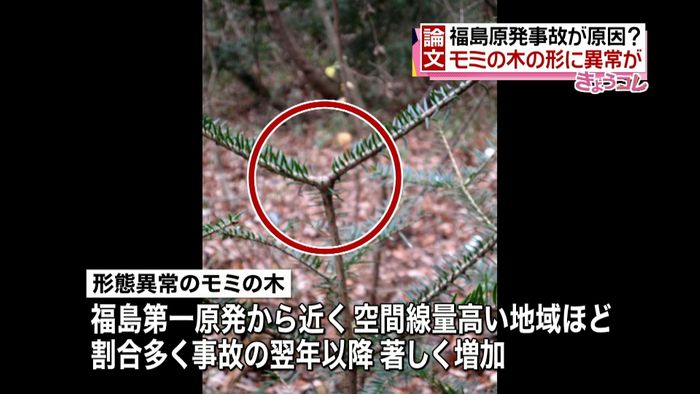 原発事故が原因? モミの木の形に異常