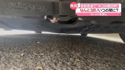 首都高速で ネコの鳴き声 一体どこから