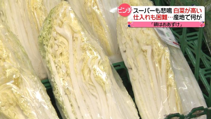 白菜が高い！１玉９００円も…スーパー悲鳴
