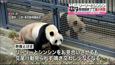 上野のパンダ 繁殖期終了 １５日展示再開