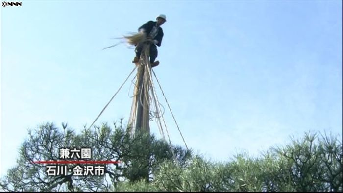 兼六園で「雪つり」始まる 石川・金沢市
