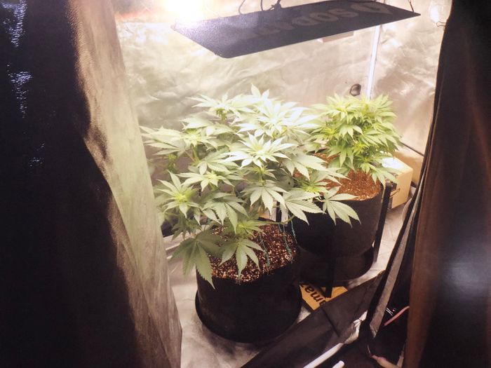 大麻乱用に危機感…目をつけたのは「種」 警視庁、新たな大麻対策