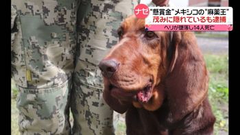 懸賞金 28億円 指名手配の 麻薬王 を逮捕 茂みで 発見 犬がお手柄 メキシコ