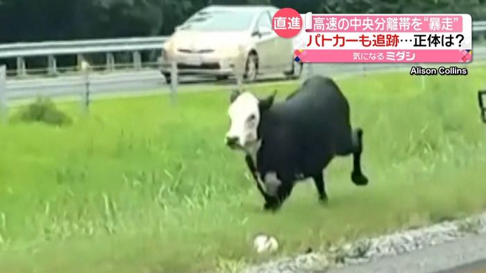 高速道路の中央分離帯を1頭の牛が“暴走”　パトカーも追跡　アメリカ・アラバマ州