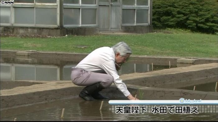 天皇陛下、水田で田植え