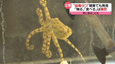 死にも至る 猛毒ダコ 生息域に広がり