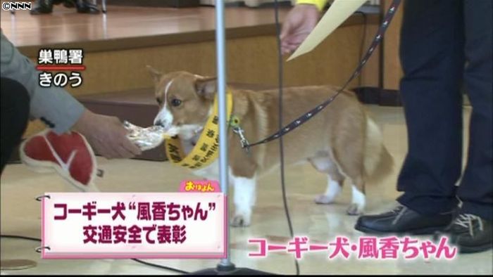 交通安全を見守ってきたコーギー犬に感謝状