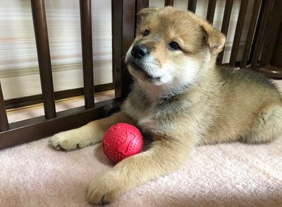 藤岡弘 国の天然記念物 四国犬 の出産に感動 日本犬が増えてくれてよかった