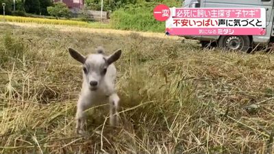 必死に鳴きながら飼い主を探す 子ヤギ とにかくかわいい とsnsで話題に 必死に鳴きながら飼い主を探す 子ヤギ とにかくかわいい とsnsで話題に