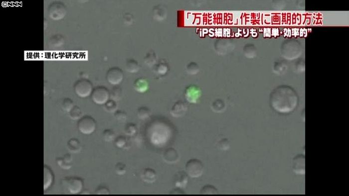 iPS細胞より簡単に万能細胞作る方法発見