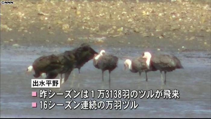 越冬ツルの第一陣が飛来 鹿児島・出水平野