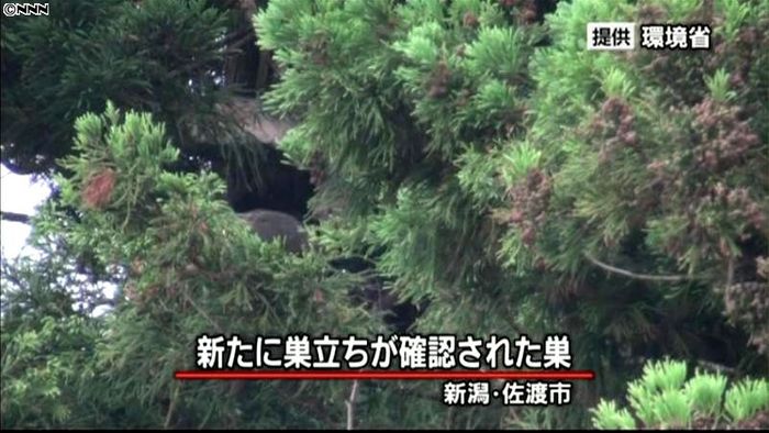 トキのヒナ、最後の2羽巣立つ