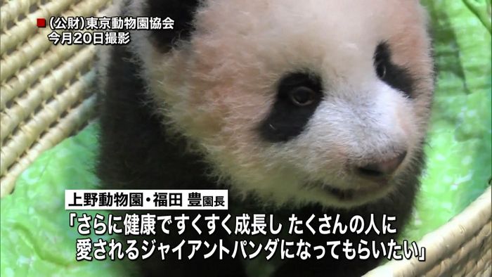お祝いムード!赤ちゃんパンダは「香香」に