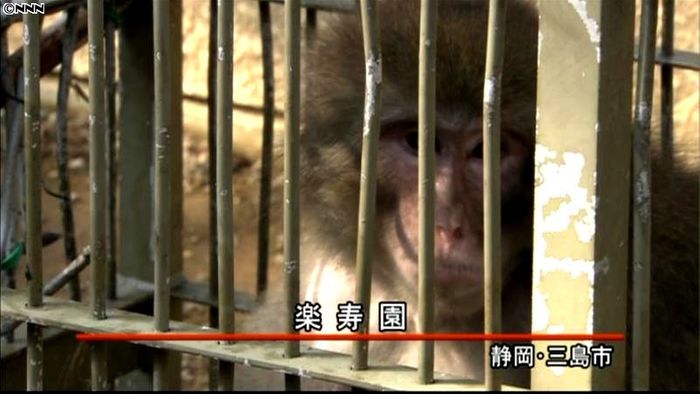 “かみつきザル”一般公開される 静岡