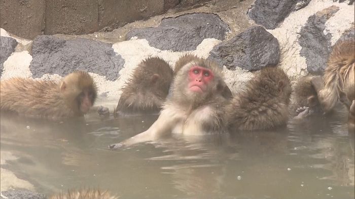 「大寒」のきょう、サル山に露天風呂が出現
