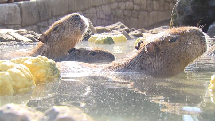 冬の風物詩「カピバラの露天風呂」伊東温泉