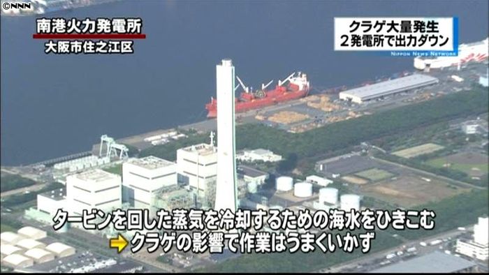 関電の火力発電所、クラゲ発生で出力を制限
