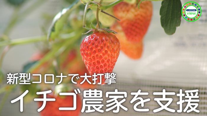 新型コロナでイチゴ農家が悲鳴!企業が支援