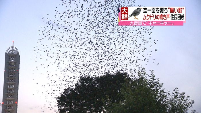 “空覆う黒い影”ムクドリ大発生に住人困惑