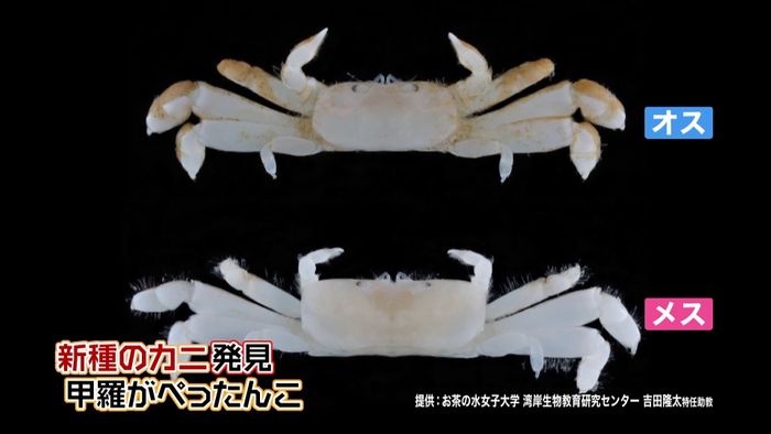 小笠原諸島で“ぺったんこ”な新種カニ発見