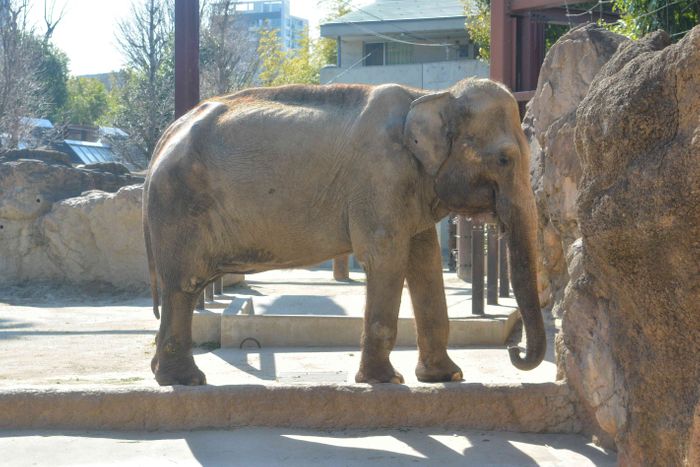 上野動物園　推定４４歳のアジアゾウが死ぬ