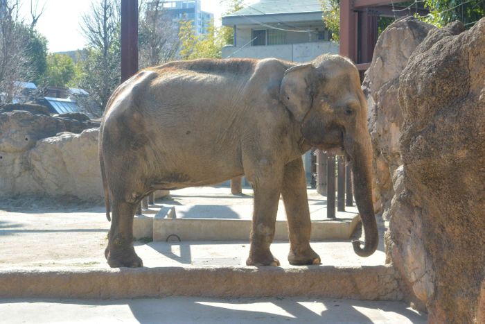 上野動物園 推定44歳のアジアゾウが死ぬ